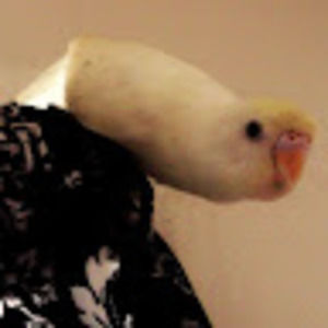 Meet your Posher, Ally